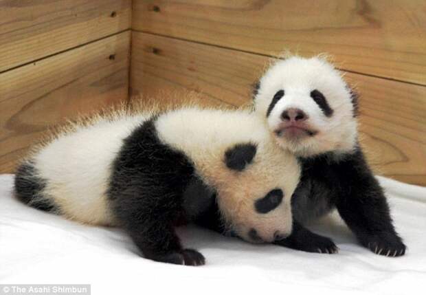 И еще немного черно-белых близняшек: эти медвежата родились 8 октября 2008 года в японском зоопарке Adventure World животные, милота, панды