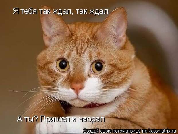Котоматрица: Я тебя так ждал, так ждал. А ты? Пришел и наорал