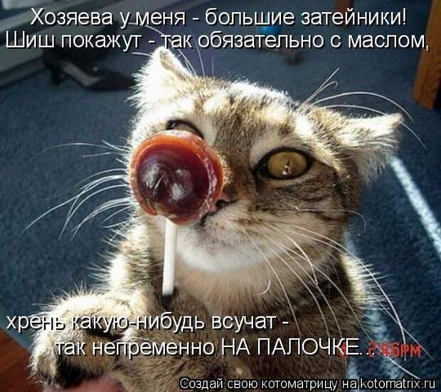 Лучшие котоматрицы недели (50 фото)