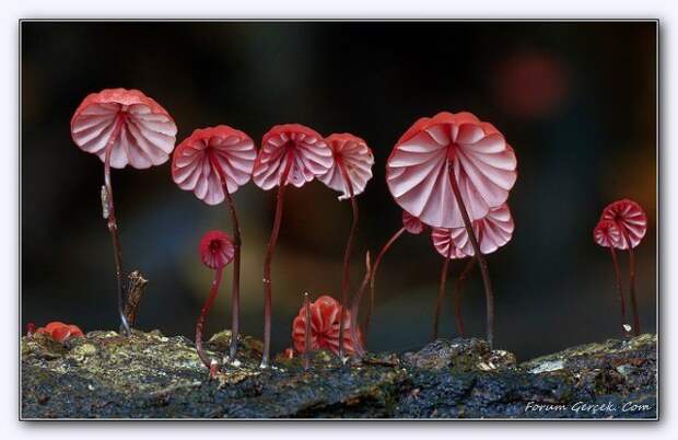 Просто красивые грибы, о которых я не нашёл никаких подробностей. грибы, природа, факты