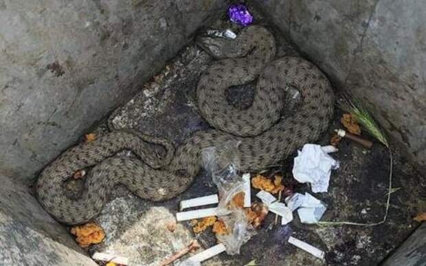 Проткнули крючком и кинули в мусорку: в Новороссийске ради змеи вызвали спасателей
