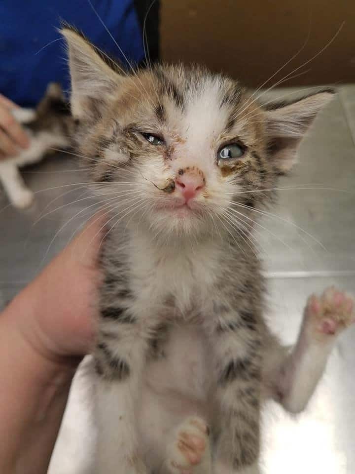 помощь котятам больной котенок