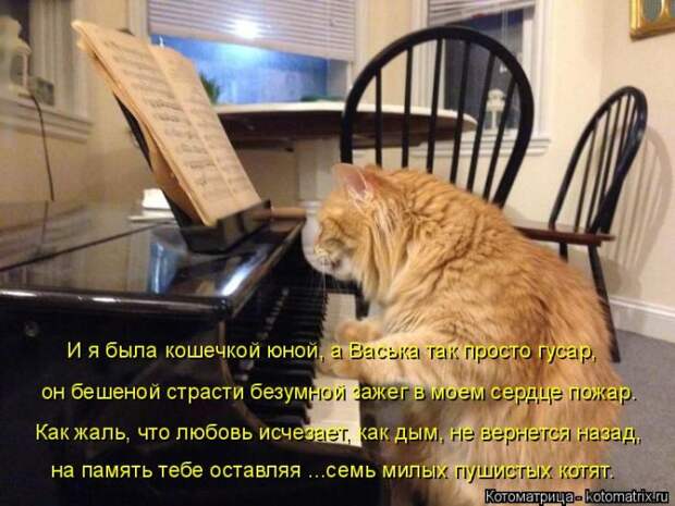 Лучшие котоматрицы недели (50 фото)