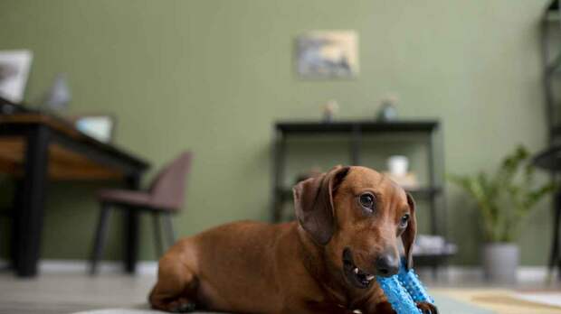 Почему собаки портят вещи