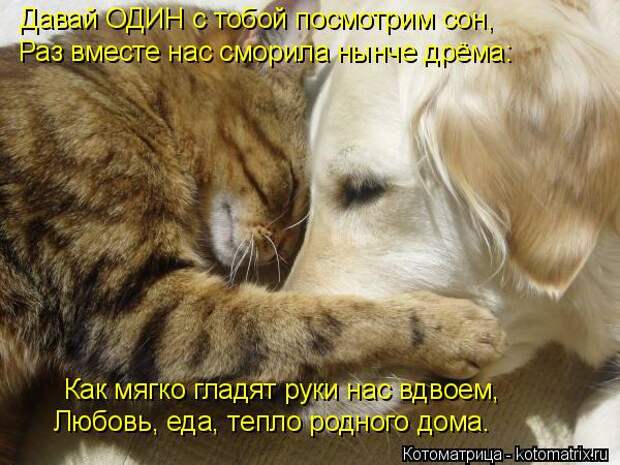 Котоматрица: Давай ОДИН с тобой посмотрим сон, Раз вместе нас сморила нынче дрёма: Как мягко гладят руки нас вдвоем, Любовь, еда, тепло родного дома.