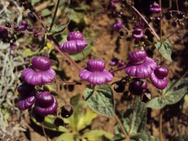 Кальцеолярия пурпурная (Calceolaria purpurea)