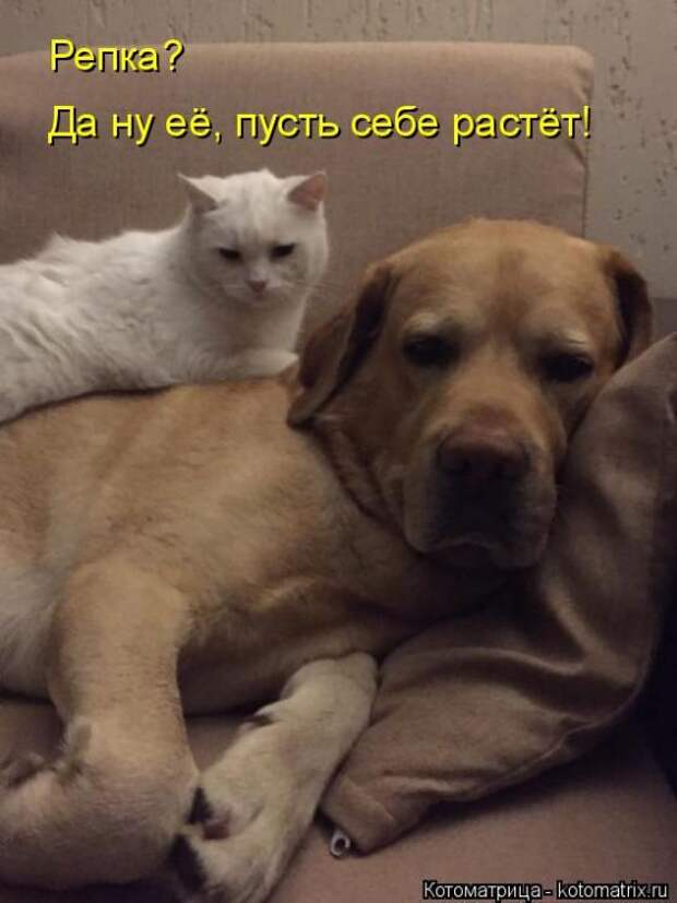Лучшие котоматрицы недели (50 фото)