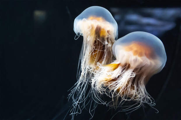 LADBible: мочеиспускание на укус медузы усиливает боль, а не помогает
