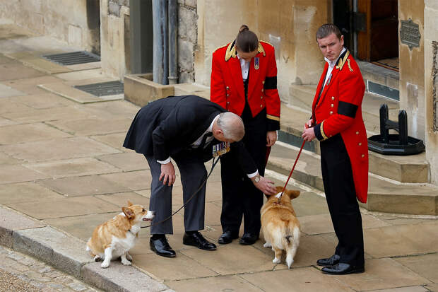 Стала известна судьба корги королевы после ареста бывшего принца Эндрю