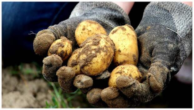 Органическое земледелие, пермакультура: Что высадить на грядки после первого урожая картофеля?