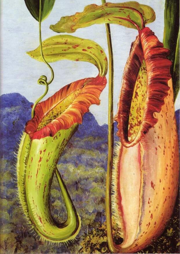 Марианна Норт. Nepenthes northiana Марианна Норт. Nepenthes northiana