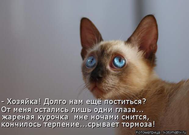 Котоматрица: - Хозяйка! Долго нам ещё поститься? От меня остались лишь одни глаза... жареная курочка  мне ночами снится, кончилось терпение...срывает тормо?