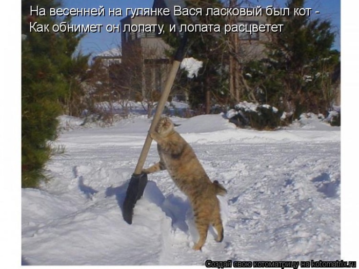 Лучшие котоматрицы недели (50 фото)