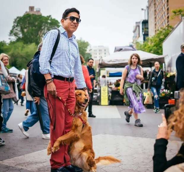 Собака-обнимака: самый любвеобильный ретривер живет в Нью-Йорке