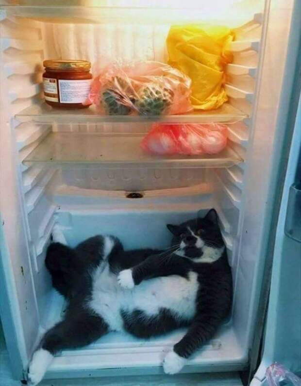 Смешные морды животных, которых застукали на месте преступления