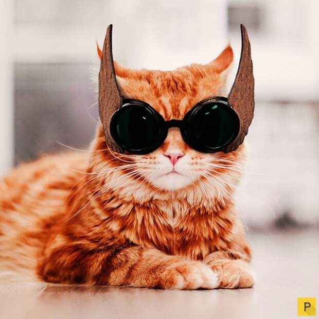 Роскошный рыжий кот по имени Котлета (27 фото) Роскошный рыжий кот по имени Котлета (27 фото)