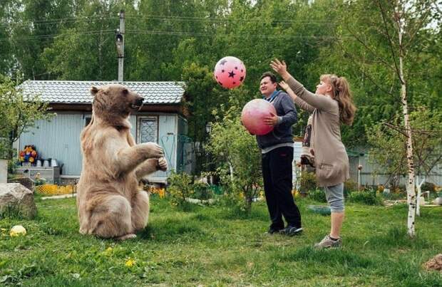 Огромный 135-килограммовый медведь живёт в русской семье в качестве домашнего животного    животные, медведь