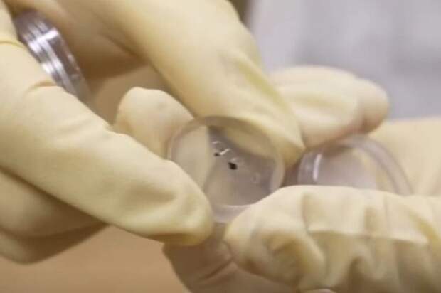 ChinaDaily: китайские ученые обнаружили два новых минерала в лунном грунте