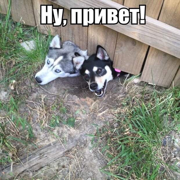Смешные картинки с надписями Смешные картинки с надписями прикол, юмор
