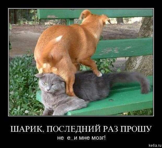 Животным смешно, а вам? (90 фото)