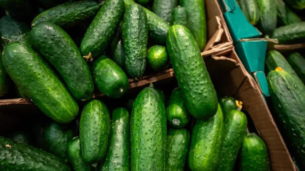 Стало известно, почему огурцы в России стали дороже
