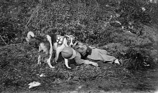Медицинская собака у французского раненого солдата, 1914 год.