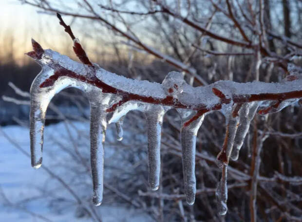 На юге и востоке Подмосковья провода и деревья покроются коркой льда