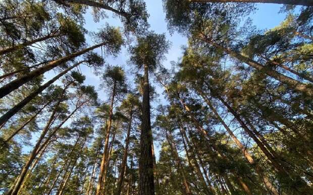 В Рязанской области "черным лесорубам" напомнили о наказании