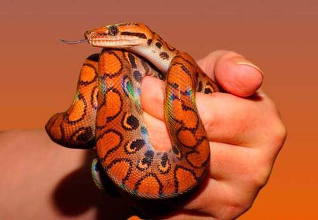 Самые красивые виды змей на планете — список, характеристика и фото