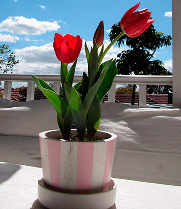 Красные тюльпаны на 14 февраля символизируют чистую любовь