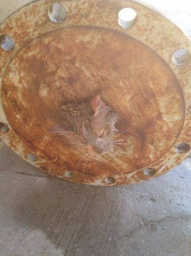 кот