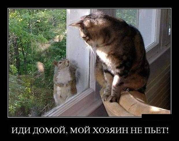 Демотиваторы (30 фото)