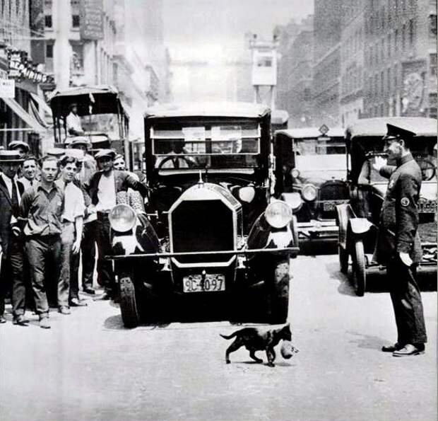 Движение на Нью-Йоркской улице остановлено из-за кошки с котенком.  история, ссср, факты
