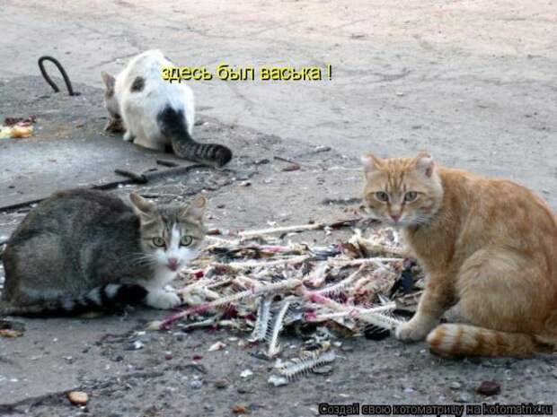 Лучшие котоматрицы недели (50 фото)