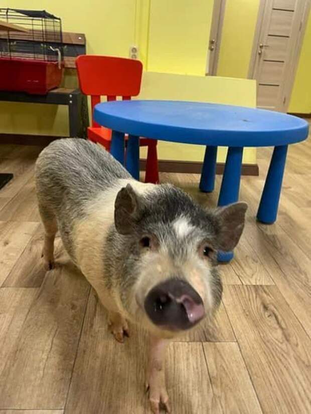 В Ярославле выявили антикафе со сверхурочно работавшими мини-пигами