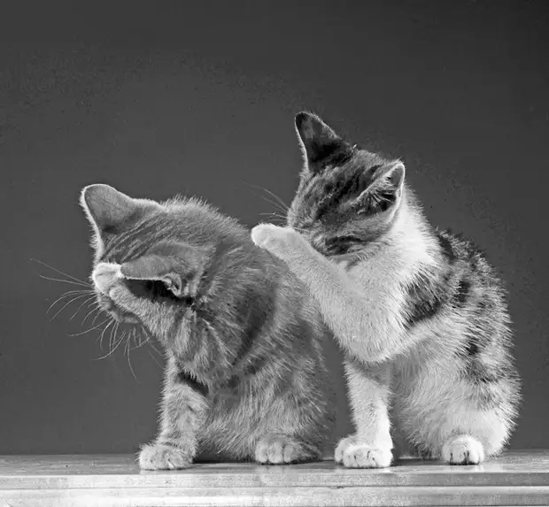 ������ ������� � �������, ������� 70 ��� �������������� �����   14