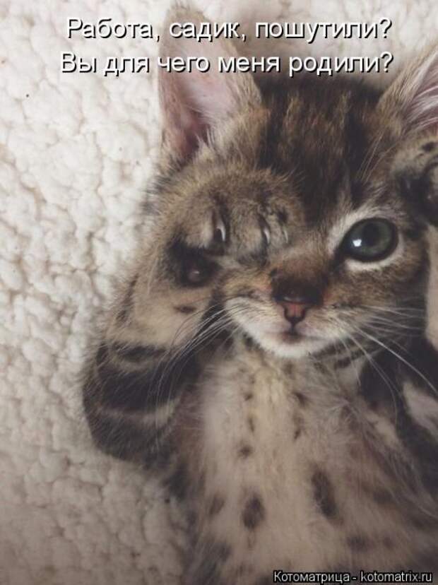 Забавные котоматрицы
