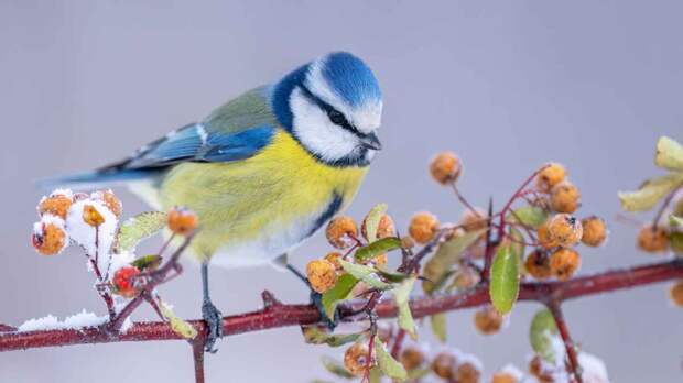 Каких птиц можно увидеть зимой в Москве