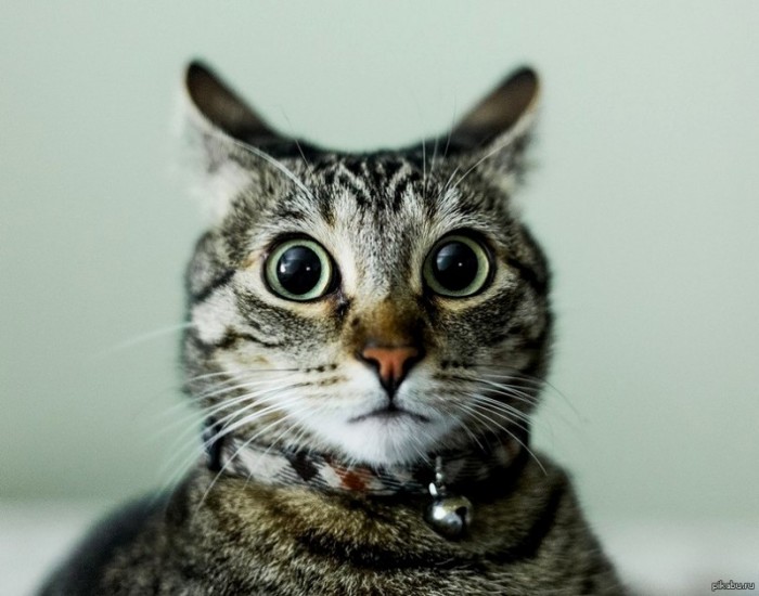 Я не Муся, и это не моя хозяйка! / Фото: mypetslife.ru