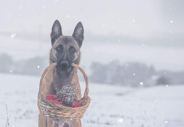 558005-900-1458032069-ingo-else-dog-owl-friendship-tanja-brandt-5