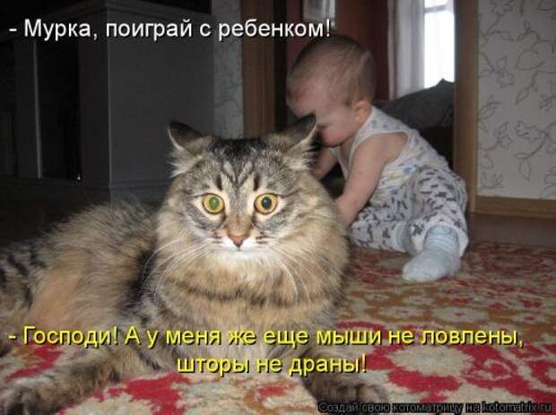 Новая котоматрица на Бугаге (38 фото)