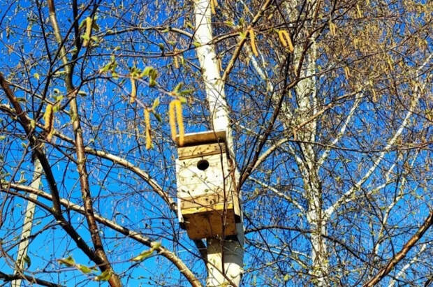 Врач Манина перечислила самые опасные для россиян аллергены весной