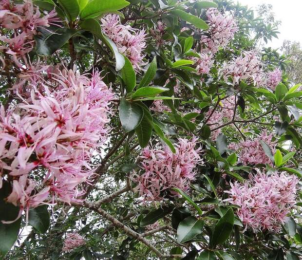 Весеннее цветение