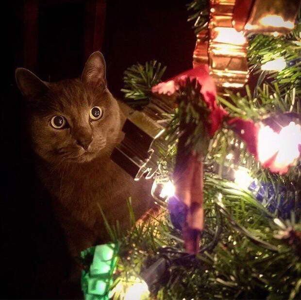 Новогодние коты животные, кот, новый год, рождество