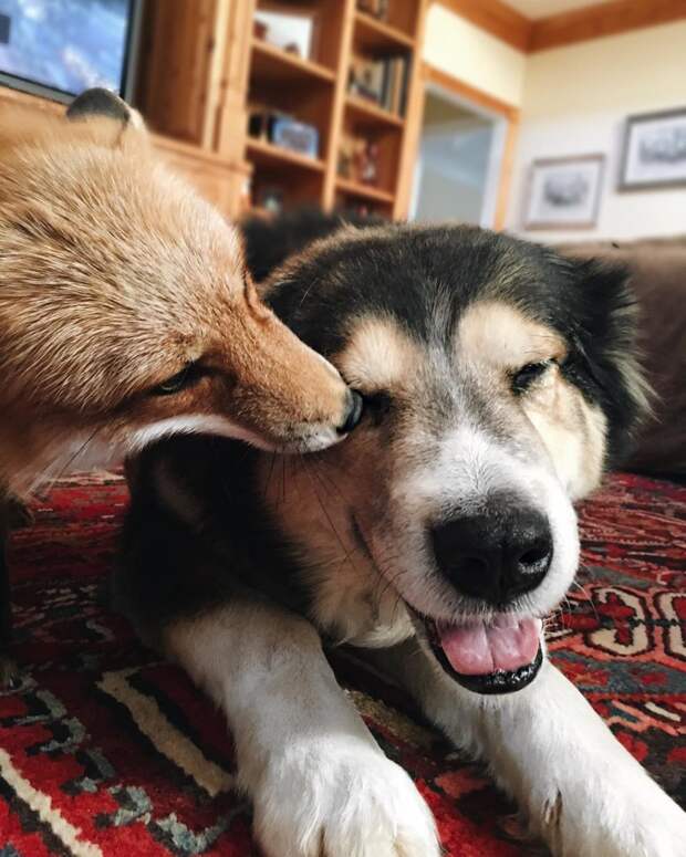 Поразительный случай: лиса и пёс стали лучшими друзьями! животные, лиса, собака