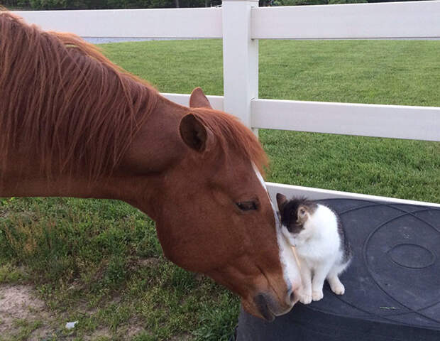 Знакомьтесь - лучшие друзья, Сэппи и Дакота дружба, животные, кот, лошадь
