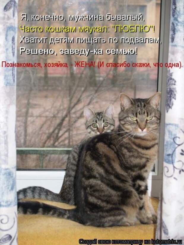 Лучшая котоматрица недели (38 фото)