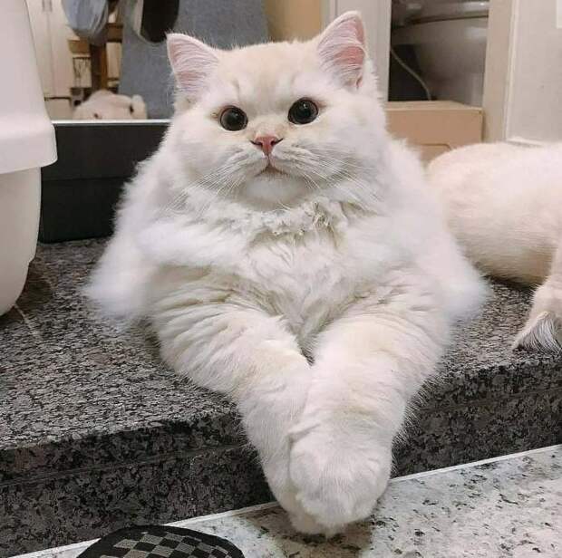 Без кота и жизнь не та