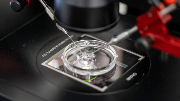 Сперматозоиды обманывали ученых 350 лет: секрет их движения раскрыт