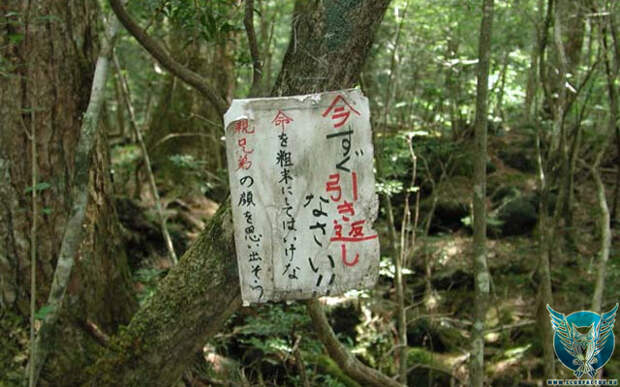 Аокигахара – лес самоубийств